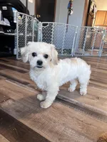 Iceman, a male Shichon for sale in Canton, SD – Photo 2 of 9
