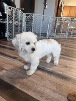 Iceman, a male Shichon for sale in Canton, SD – Photo 6 of 9