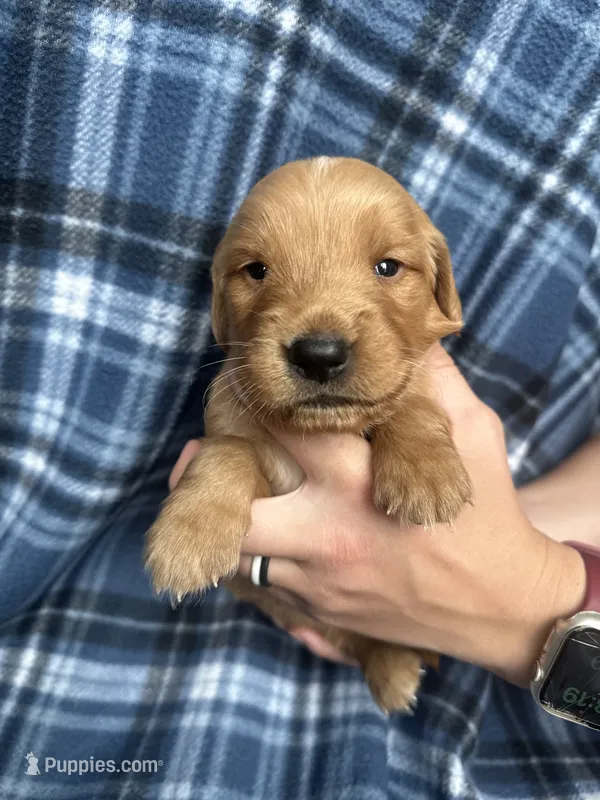 Vincent – Golden Retriever puppy for sale in Canton, SD