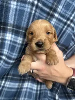 Vincent, a male Golden Retriever for sale in Canton, SD – 1 of 4