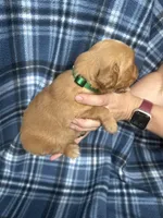 Vincent, a male Golden Retriever for sale in Canton, SD – 4 of 4