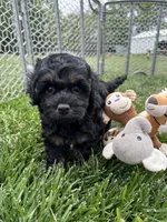 Queen, a female Cockapoo for sale in Canton, SD – 7 of 8
