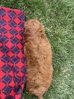 Aslan, a male Cockapoo for sale in Canton, SD – 3 of 7