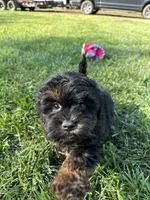 Colt, a male Shihpoo for sale in Canton, SD – 5 of 10