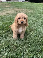 Atlas, a male Cockapoo for sale in Canton, SD – 5 of 7