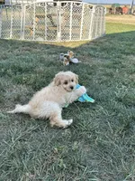 Dani, a female Cockapoo for sale in Canton, SD – 7 of 9