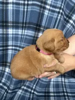 Valarie, a female Golden Retriever for sale in Canton, SD – 5 of 5