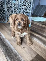 Limbo, a male Cockapoo for sale in Canton, SD – Photo 4 of 7