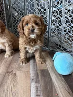 Limbo, a male Cockapoo for sale in Canton, SD – Photo 1 of 7
