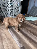 Limbo, a male Cockapoo for sale in Canton, SD – Photo 6 of 7