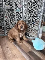 Limbo, a male Cockapoo for sale in Canton, SD – Photo 5 of 7