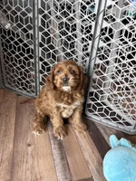 Limbo, a male Cockapoo for sale in Canton, SD – Photo 3 of 7