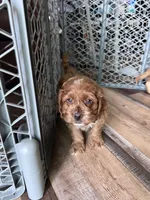 Limbo, a male Cockapoo for sale in Canton, SD – Photo 2 of 7