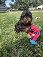 Cesar, a male Shihpoo for sale in Canton, SD – 10 of 10
