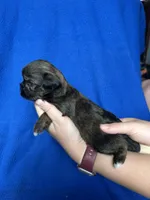 Sasha, a female Shorkie for sale in Canton, SD – 5 of 5