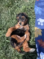 Trixie, a female Yorkipoo for sale in Canton, SD – 7 of 7