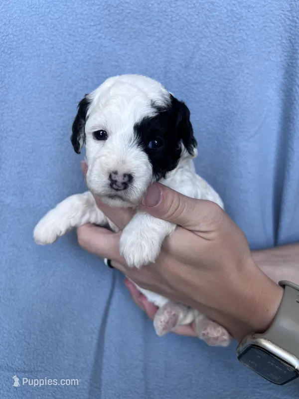 Harper – Bichpoo puppy for sale in Canton, SD