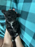 Unity, a female Shihpoo for sale in Canton, SD – 2 of 4