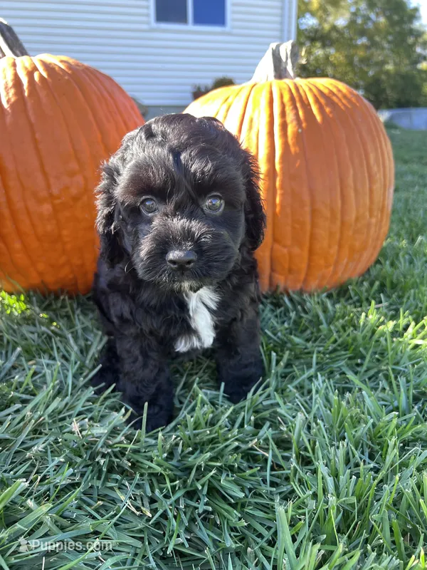 Fizz – Cockapoo puppy for sale in Canton, SD