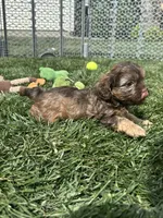 Ruby, a female Shihpoo for sale in Canton, SD – 6 of 9