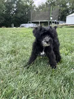 Troy, a male Yorkipoo for sale in Canton, SD – 5 of 8