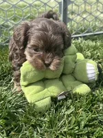 Rain, a female Shihpoo for sale in Canton, SD – 4 of 9