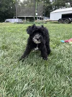 Troy, a male Yorkipoo for sale in Canton, SD – 3 of 8