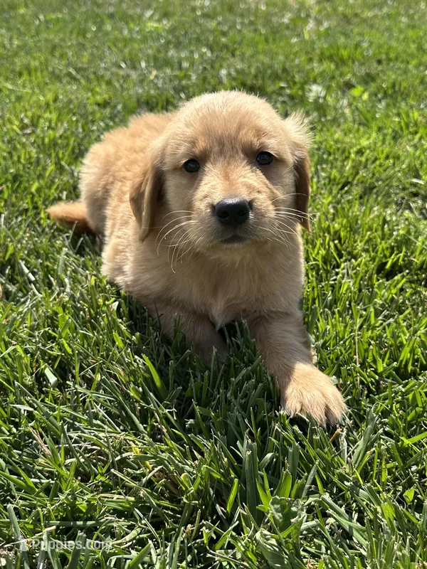 Van – Golden Retriever puppy for sale in Canton, SD