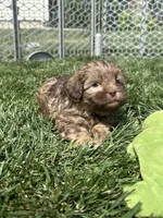 Roberto, a male Shihpoo for sale in Canton, SD – 2 of 8