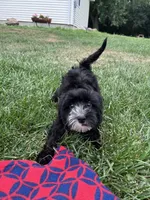 Troy, a male Yorkipoo for sale in Canton, SD – 2 of 8