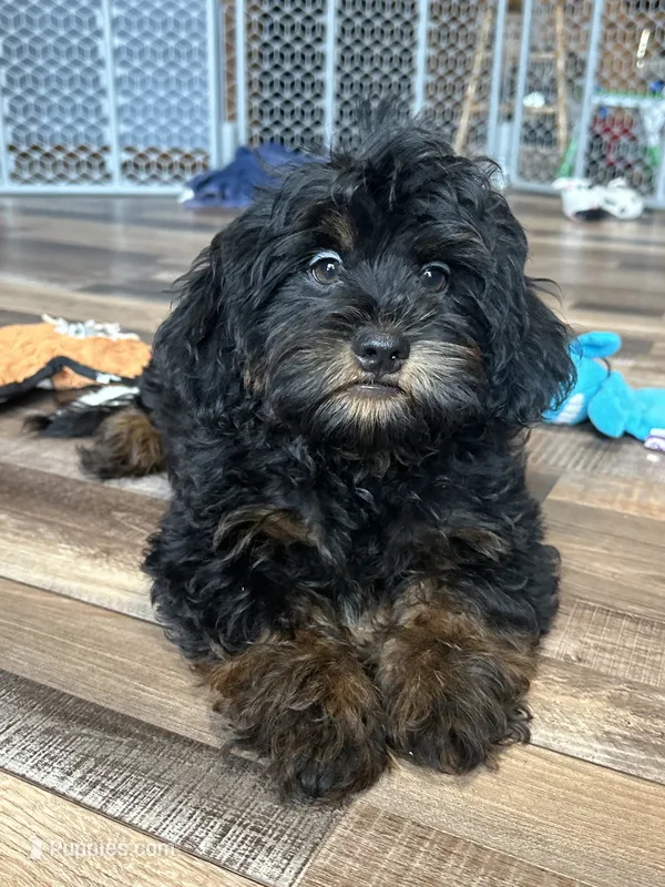 Colt – Shihpoo puppy for sale in Canton, SD