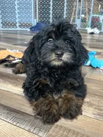 Colt, a male Shihpoo for sale in Canton, SD – 1 of 7