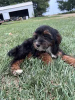 Teddy, a female Yorkipoo for sale in Canton, SD – 2 of 7