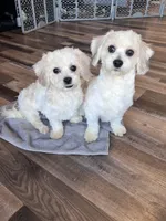 Iceland, a male Shichon for sale in Canton, SD – Photo 7 of 10