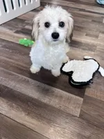 processed/06645dab-a538-484d-b318-f911e92e2a12/listing/1f423cde-760f-458f-b8f9-2ff610511f28/34fbc419-fb43-41ab-adff-8be1a36c460f