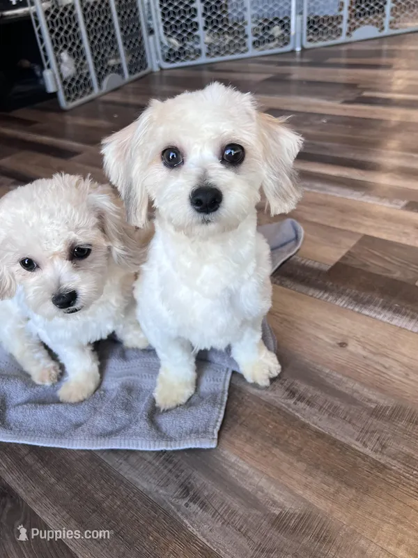 Iceland – Shichon puppy for sale in Canton, SD