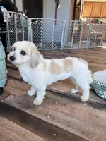 Iceland, a male Shichon for sale in Canton, SD – Photo 10 of 10