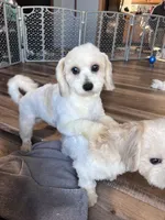 Iceland, a male Shichon for sale in Canton, SD – Photo 3 of 10