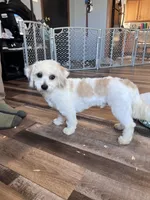Iceland, a male Shichon for sale in Canton, SD – Photo 2 of 10