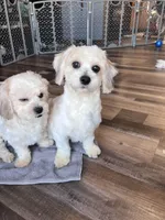 Iceland, a male Shichon for sale in Canton, SD – Photo 5 of 10