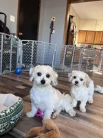Iceland, a male Shichon for sale in Canton, SD – Photo 4 of 10