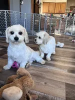 Iceland, a male Shichon for sale in Canton, SD – Photo 6 of 10