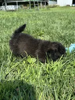 Bamby, a female Bichpoo for sale in Canton, SD – 3 of 8