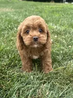 Aspen, a female Cockapoo for sale in Canton, SD – 2 of 7