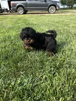 Cesar, a male Shihpoo for sale in Canton, SD – 6 of 10