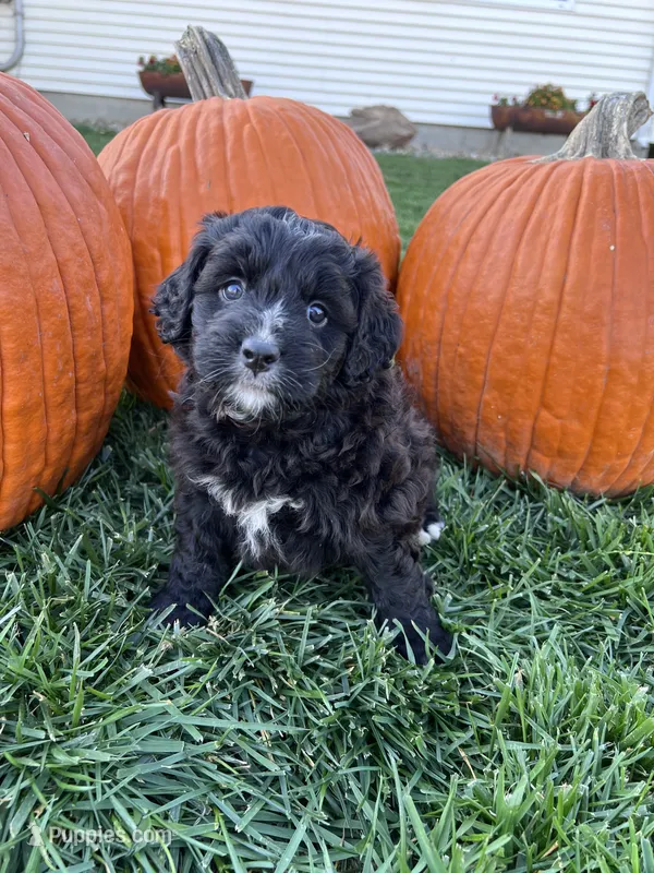 Jazzy – Miniature Bernedoodle puppy for sale in Canton, SD