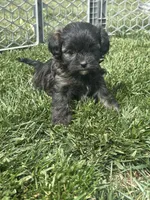 Reese, a female Shihpoo for sale in Canton, SD – 5 of 10