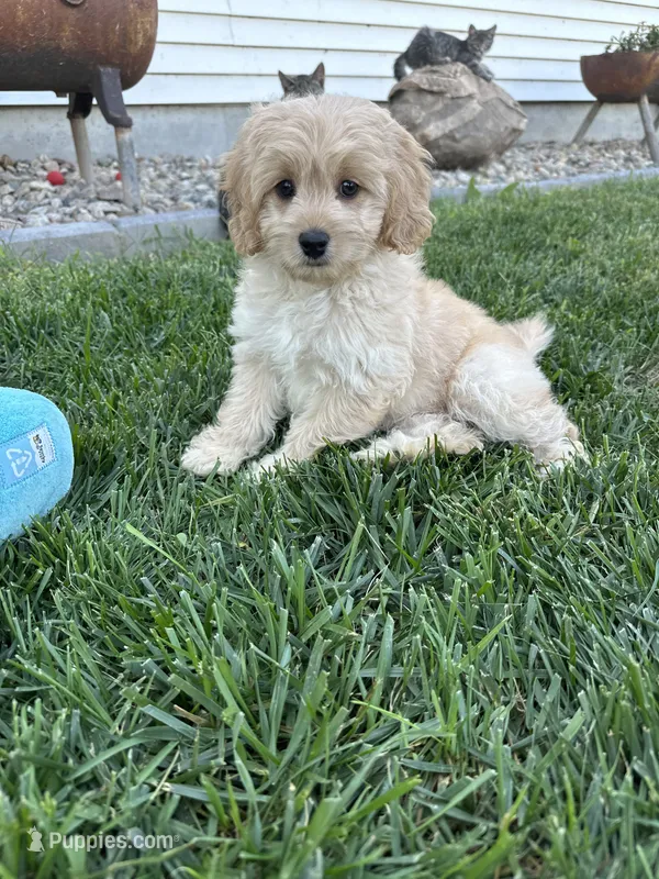 Dani – Cockapoo puppy for sale in Canton, SD