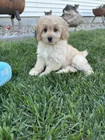 Dani, a female Cockapoo for sale in Canton, SD – 1 of 9