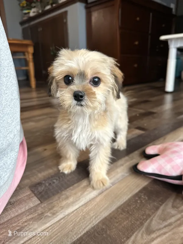 Winter – Shorkie puppy for sale in Canton, SD